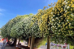 春日七里香盛开：城市公园的芳香打卡地